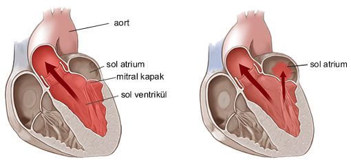 Tüm vücuttan gelen oksijenden fakir kan önce kalbin sağ tarafına gelir, oradan akciğerlere pompalanarak oksijenlenir ve kalbin sol tarafına gelir. Akciğerlerden dönen oksijenden zengin kan, kalbin bütün vücuda kan pompalayan sol kısmına mitral kapaktan geçerek dolar ve tüm vücuda gönderilir. Kalp kasılıp tüm vücuda kan pompalarken mitral kapak kapanır ve kan tekrar akciğerlere geri kaçmadan aort damarı vasıtasıyla vücuda gider.